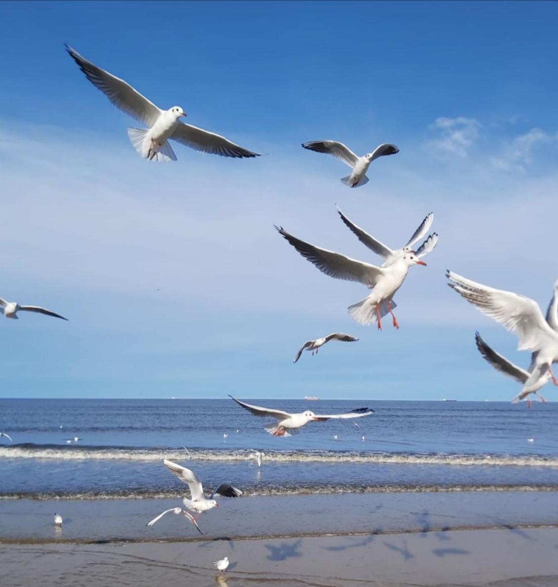 Lange Am Meer Heringsdorf  Esterno foto